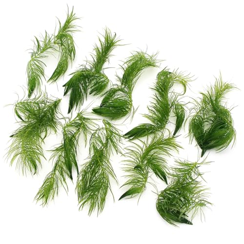 Ceratophyllum Demersum 10 Stems Hornwort Live Aquatic Plant for Aquarium Fish Tank Pond Oxygenating Fast Growing Freshwater K2aqua