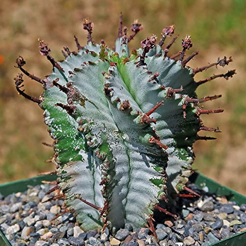 Planet Desert Euphorbia Polygona Snowflakes Cacti Cactus Succulent Real Live Plant #TOP3