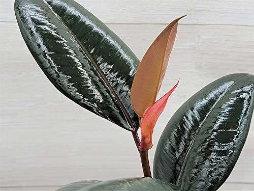 Rare Variegated Rubber Plant,Ficus Elastica Burgundy 'Rubber Tree' In 3" Pot By 3Exoticgreen #TOP2