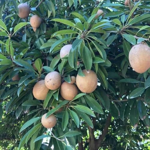Tropical Sapodilla Tree Live 2 to 3 Feet Tall, Sapote Fruit Tree Plants Live for Outdoor Garden, Ready to Planting, 1 Gallon Pot