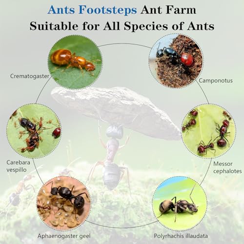 Ants Footsteps Ant Farm Nest Science Diy Terrarium Kit Care thumb #3