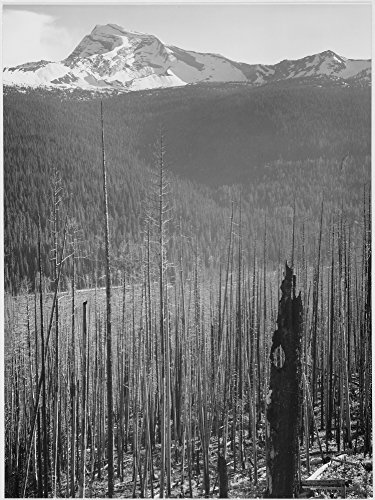 Pine trees snow covered mountains in background Burned area Glacier National Park Montana (vertical orientation) 1933 - 1942 Poster Print by Ansel Adams (24 x 36)