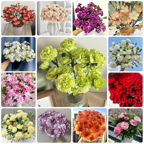 semillas de clavel perenne resistente de primavera, silvestres claveles ornamentales decoración resistentes para el jardín 800pcs