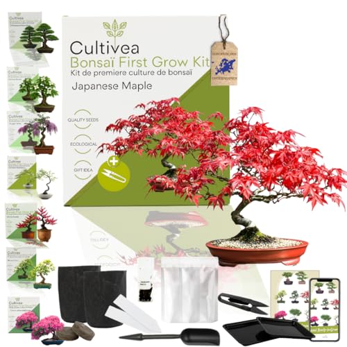 CULTIVEA Bonsai-Set First Bonsai Pflanzfertig – Gärtnern & Dekorieren – Natürliche Bonsai-Anzucht für Innen & Außen – Verschiedene Sorten, Samen, Erde & Zubehör (Japanese Maple)
