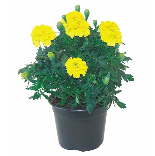 Planta Natural de Tagete en Maceta Flores de Exterior Aromáticas y Resistentes para Jardines y Balcones
