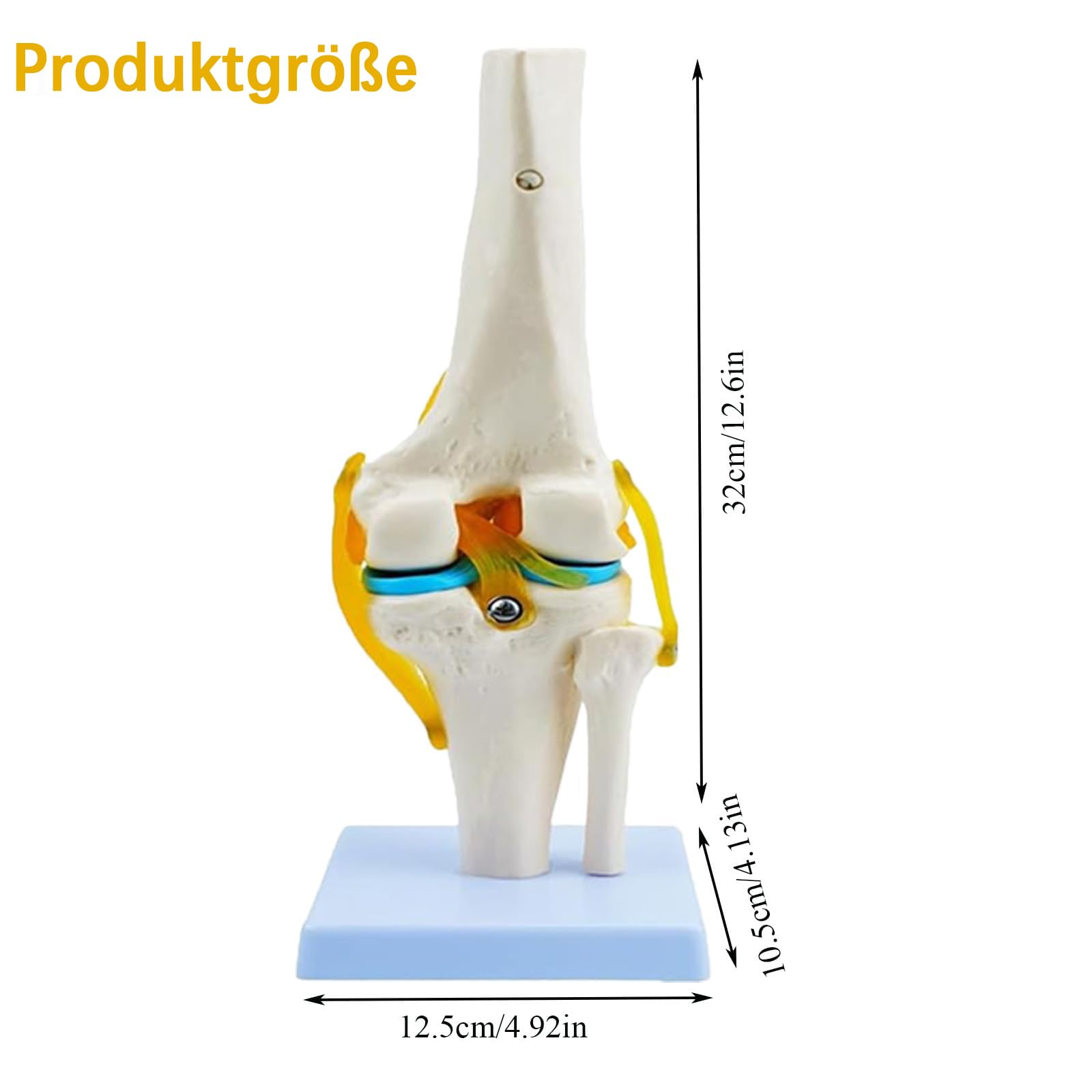 Anatomie Kniegelenk Modell 1：1 Lebensgroßes Modell Medizinisches Studienwerkzeug mit detaillierten Knochen Bändern und Knorpel
