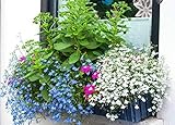 Portal Cool Lobelia Blanca Fuente 500 Semillas, Que se arrastra Lobelia, Blooming Largo