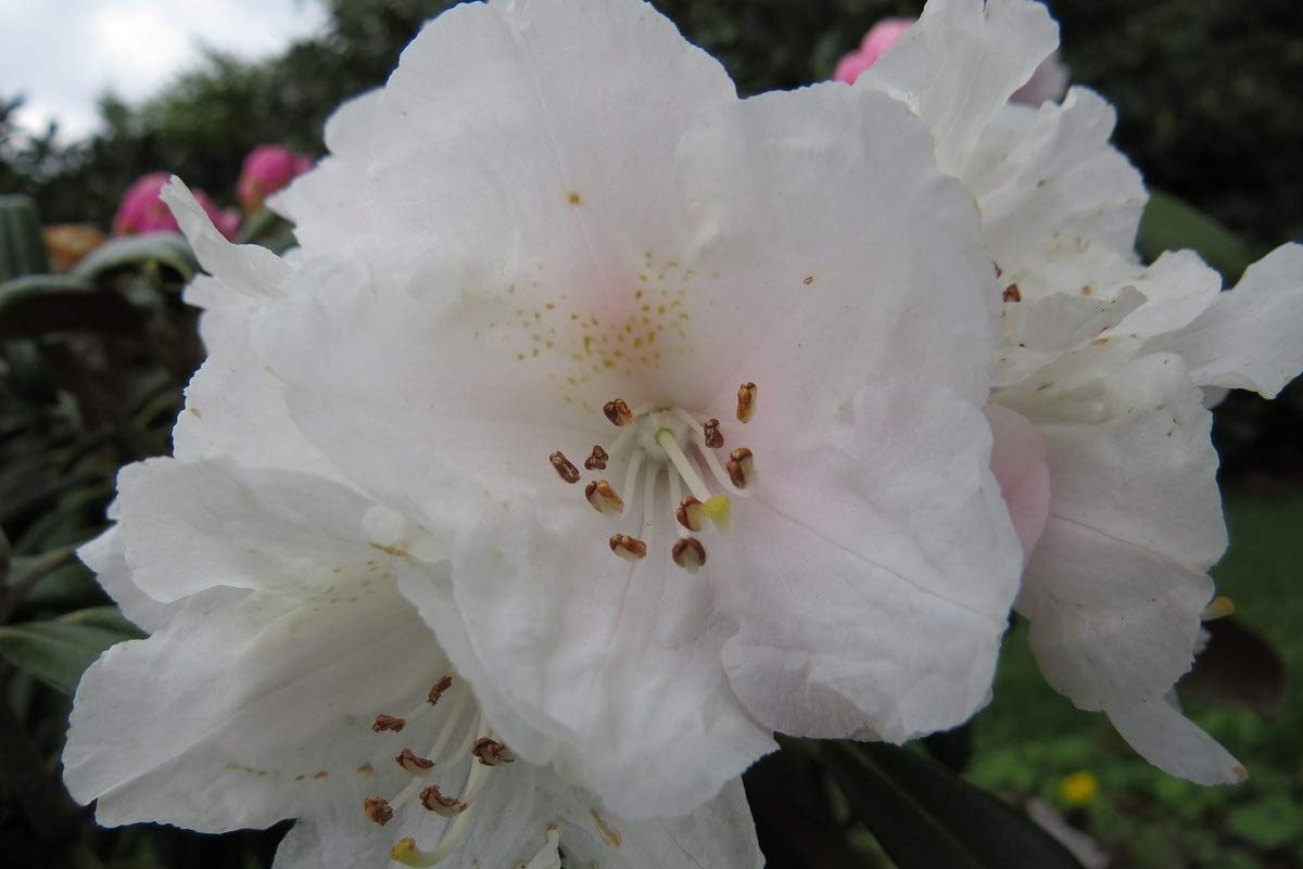 Amazon.com: Rhododendron Yaku Angel- Stunning White Blooms- Grows Four Feet  Tall - One Gallon Plant :