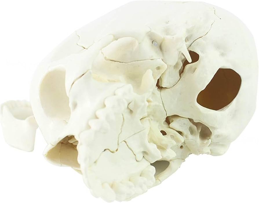 頭蓋骨模型 プラスチック製 約25cm ホワイト Amazon.co.jp: 頭蓋骨モデル 頭蓋骨を分解・組立 頭蓋骨の構造が
