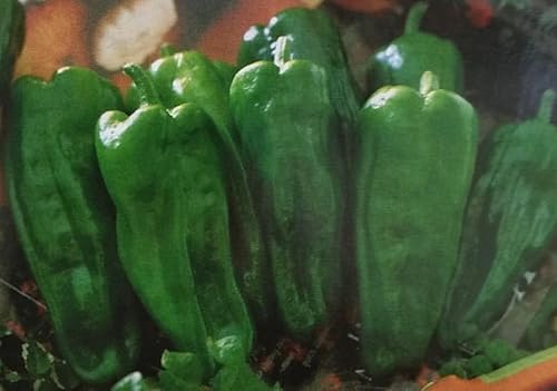 ※新種12月以降入荷予定〈RF小袋〉ピーマン種【 京みどり 】タキイ種苗のサムネイル