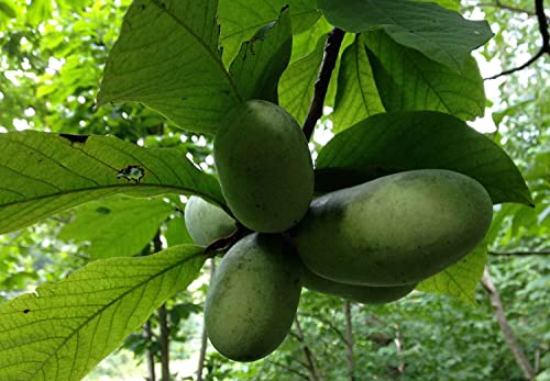 Indianerbanane Asimina triloba Pflanze 15-20cm dreilappige Papau Pawpaw Rarität