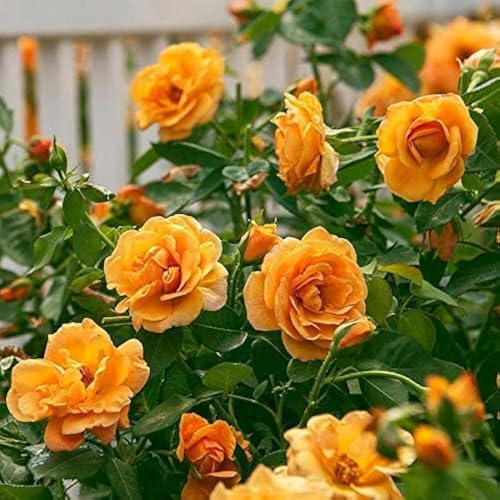 Image of Bigreen Yellow Rose a€ inch Live Flowering Plant with Pot for Home & Garden Natural Plant Yellow Colour Rose Flower Tree Plant Hybrid Grafted