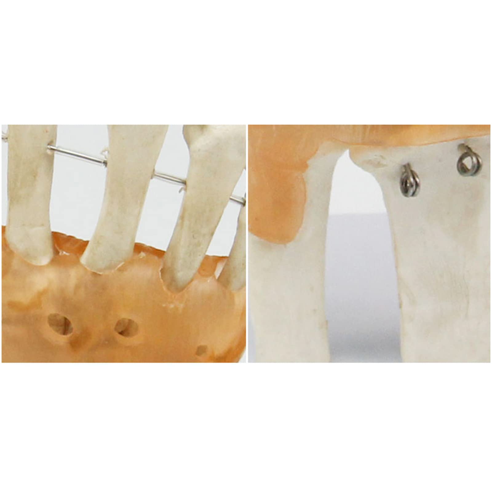 Modello anatomico a grandezza naturale con legamenti – modello di legamento dell'articolazione della mano umana – per insegnamento medico, forniture di laboratorio (B)