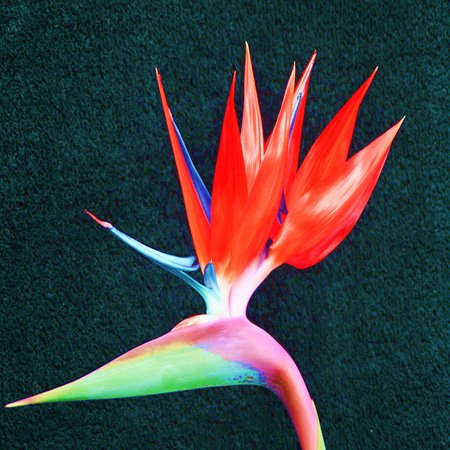 Cache-prise pour double ouverture murale motif oiseau tropical - 4