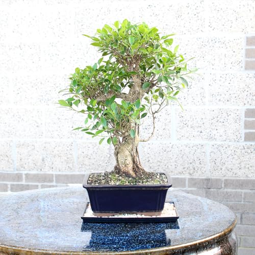 Image of Brussel's Bonsai - Large Live Ficus Bonsai Tree, 10-Year