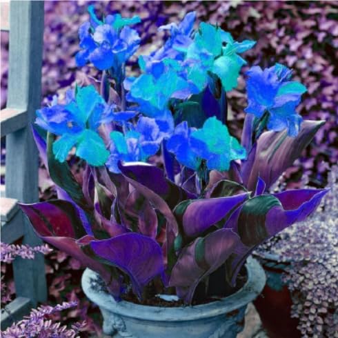 Rare Canna Lily Perennial Bulbs UK, Fragrant Flowers, Suitable for Garden Plants, Landscape Design, Indoor and Outdoor Potted Plants-3 Rhizome-A