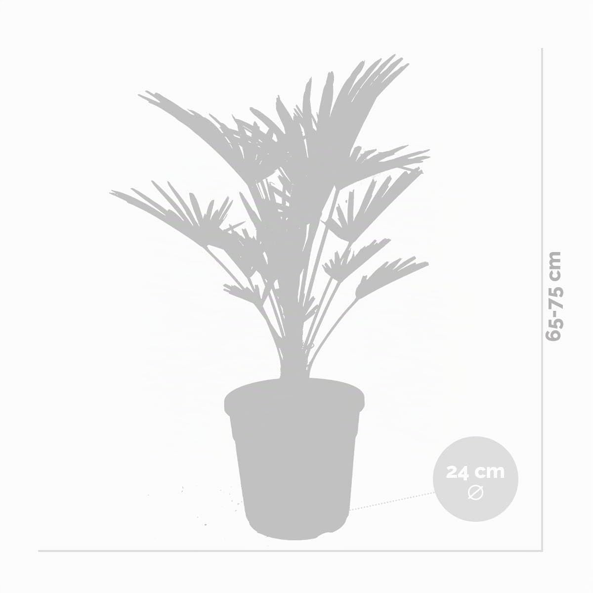 Bloomique - Trachycarpus Wagnerianus - Hanfpalme - Winterharte Palme - Gartenpflanzen - Höhe 60-80 cm - Topf 21 cm