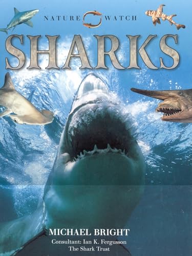 Sharks (Our Wild World)