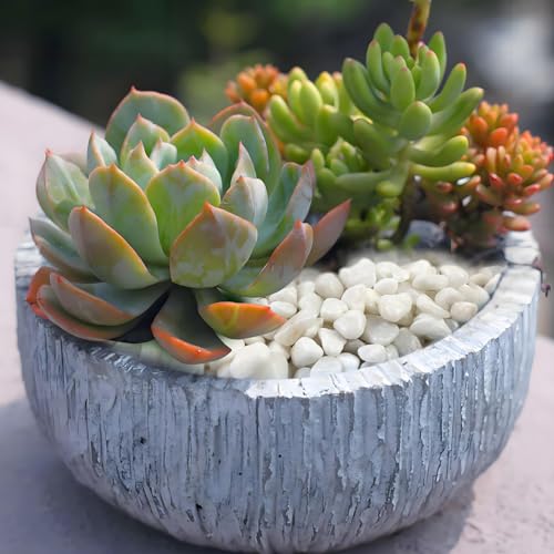 Image of FANTIAN 10 lbs White Pebbles for Indoor Plants, 3 /8 Inch Decorative White Stones. Polished River Rocks for Potted Plants Vase Cactus Bird Bath and Outdoor Garden Landscaping