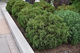 RedCrocus - RedCrocus Hetzi Midget American Arborvitae Thuja occidentalis- Evergreen Shrub for Borders, Containers, Rock Gardens, Privacy Screens, Deer Resistant, Pet Warning 3 Gallon