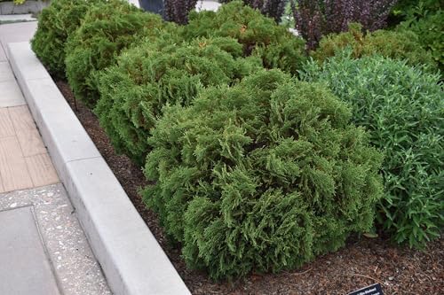 RedCrocus Hetzi Midget American Arborvitae