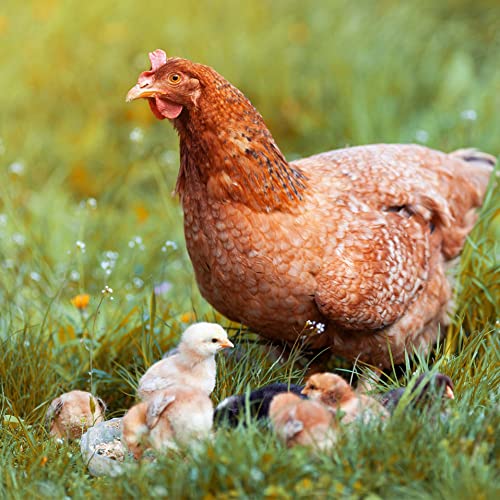 Ida Plus Power Legemehl für Hühner - Hühnerfutter für optimale Legeleistung & Eibildung - ohne Gentechnik - Legehennenfutter mit wertvollen Kräutern - Beste Akzeptanz & besonders nährstoffreich - 5kg