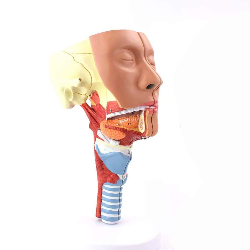 Modelo Anatómico De Laringe Humano,Laringe Modelo Anatómico Muscular Órganos Médicos Anatomía Faringea para Doctores Herramienta Educativ Modelo Humano