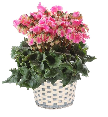 Ԃ̃Mtg VN Mtg v[g A a 6 v}hi S[h Ε