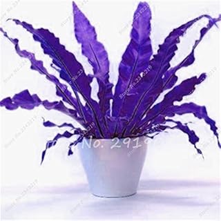 Generic 100 Unids Bonsai Semillas Schefflera, Ganso Ganso De RatÁN Vid De Palma Semillas Raras Semillas De Flores Perennes Suerte De Seedsas: Only Seeds