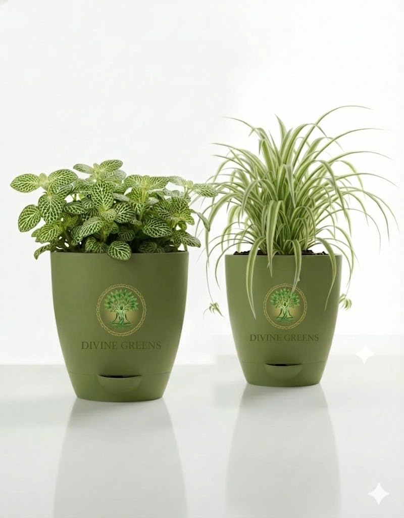 Fittonia Green Nerve Plant & Spider Plant in 4 Inch Self Watering