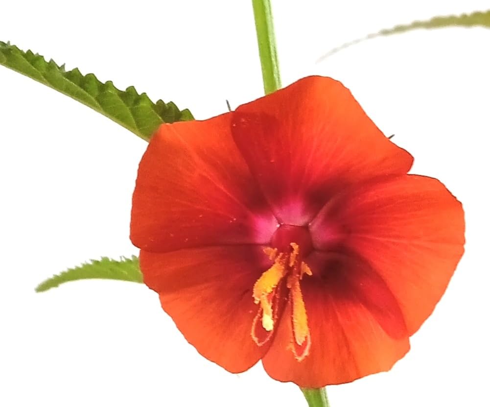 See full amazon price history chart for Mankenna flower plant Seeds-Noon Flower-Midday flower-Madhyadina-Dupahariya-Kat-lata Bandhuka-Saubhagyasundari-Tambridupari-Uchchamalari-Nagappu-Mankenna-Mankina chettu, Bandhura-Seeds (30 Seeds) Mankenna flower plant Seeds-Noon Flower-Midday flower-Madhyadina-Dupahariya-Kat-lata Bandhuka-Saubhagyasundari-Tambridupari-Uchchamalari-Nagappu-Mankenna-Mankina chettu, Bandhura-Seeds (30 Seeds) (B0CTGP3B8L) Amazon Price History, Amazon Price Tracker