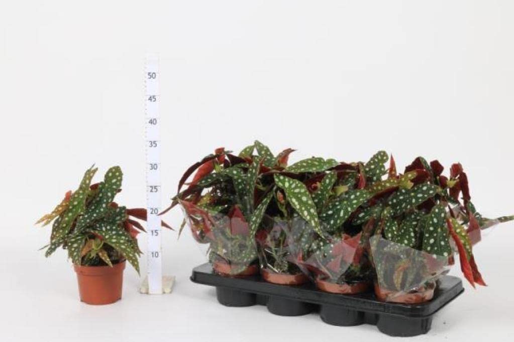 Rare Cane Polka Dot Begonia Maculata Hotspot - Indoor House Plant in 12cm Pot
