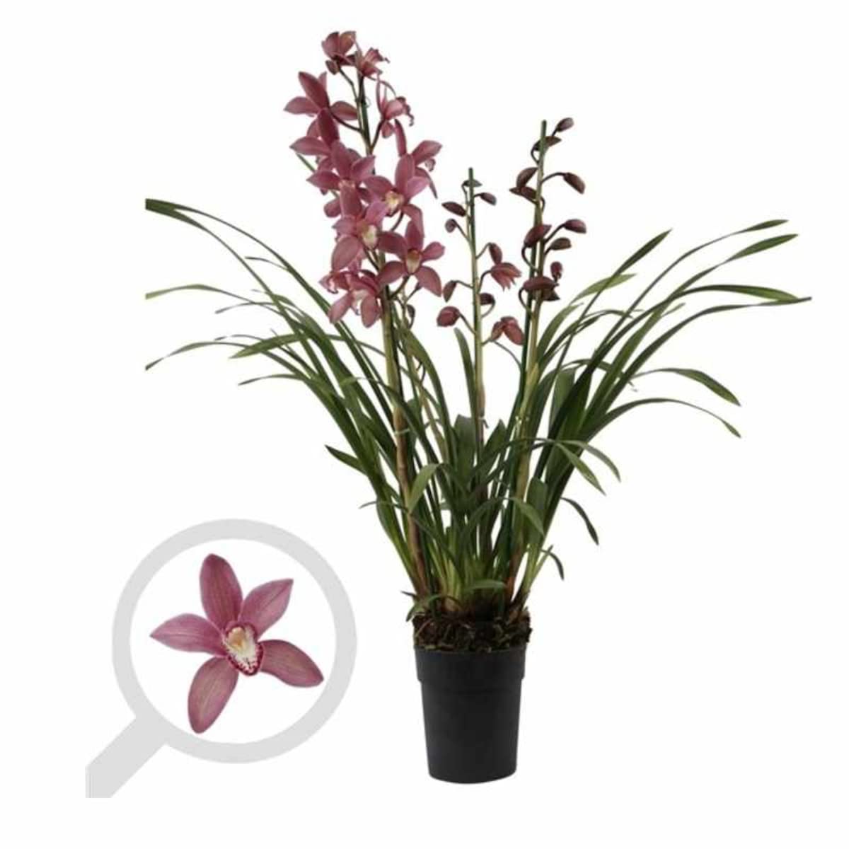 Verdecora Orquidea Cymbidium Extra | Flores perfectas para regalo | Cuidados sencillos ideal para principiantes | Planta natural de interior con flor en maceta de Ø14cm