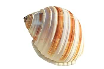 ヤドカリのお宿　{ 貝殻  巻貝 B } ヤドカリのお宿 { 貝殻 巻貝 B } ヤドカリのお宿 { 貝殻 巻貝