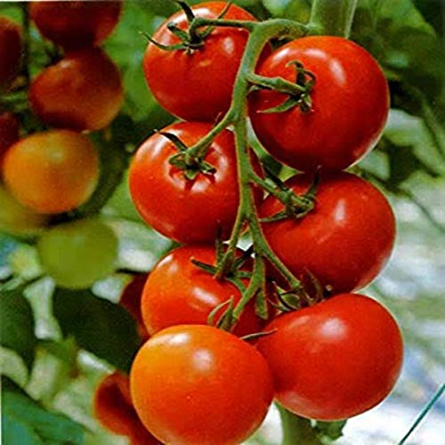 PlantaZee Nurseryserve Organic Tomato Pusa Ruby Seeds - (50+ Seeds) (B084HGD3ZN) Amazon Price History, Amazon Price Tracker