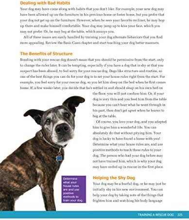 How Do You House Train A Rescue Dog