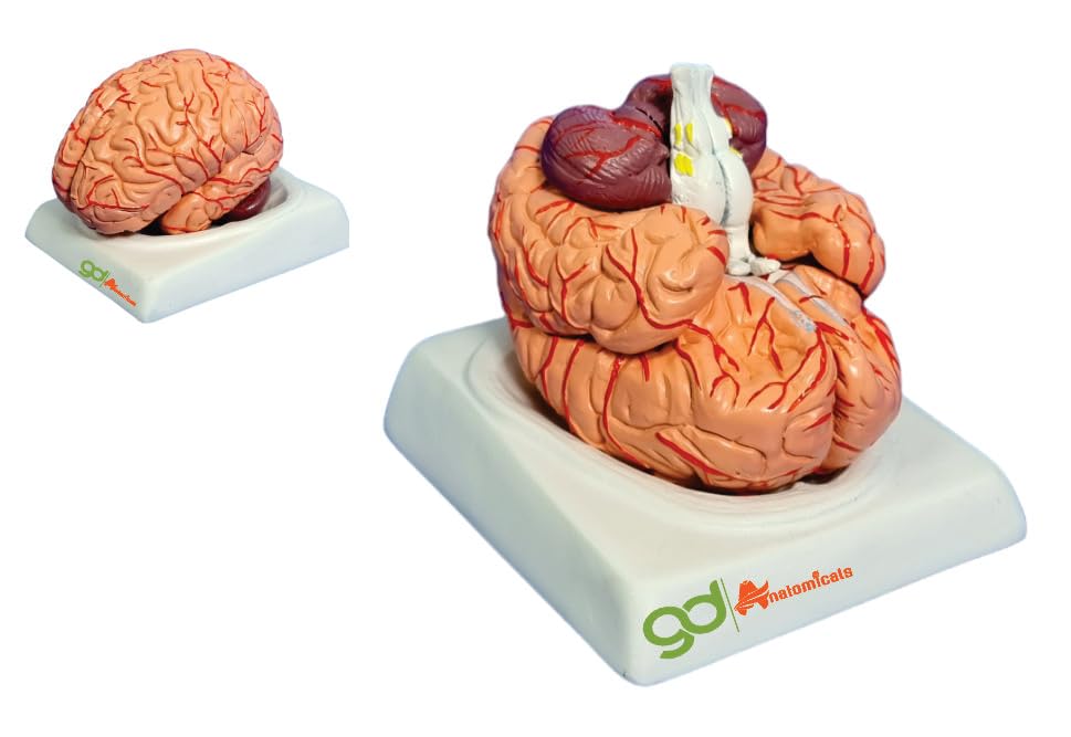 "Life-Size Human Brain Model with Detailed Arteries, Precision Dissection into 8 Fully Magnetic Parts – Educational Neuroanatomy and Medical Demonstration Tool for Neuroscience Students, Healthcare Professionals, and Enthusiasts - Comprehensive 3D Brain Replica with Magnetic Assembly, Ideal for Medical Schools, Research Institutions, and Neurology Education".