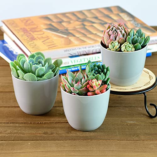 Youngever 10 Pack 8CM Mini Plastic Planters Indoor Flower Plant Pots - Image 3