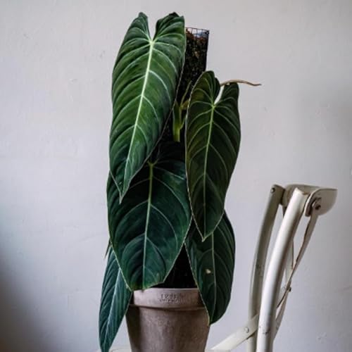 Melanochrysum Philodendron Live Plant, Variegated, 5-9