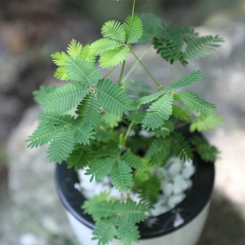 White Chuimui, Touch me not Plant,Laajvanti Lajjabati Mimosa Pudica(White) Sensitive Live Plant for Planting Pack of 1