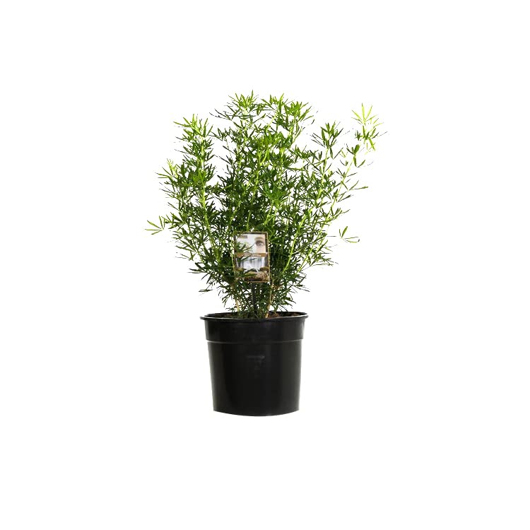 Oranger du Mexique 'Aztec Pearl' – Choisya 'Aztec Pearl' 40-50 cm pot | Arbuste persistant, fleurs blanches parfumées, idéal haie & terrasse