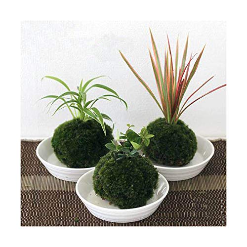 (盆栽)苔玉 おまかせ観葉(3個) 観葉植物 コケ玉 (盆栽)苔玉 おまかせ観葉(3個) 観葉植物 コケ玉