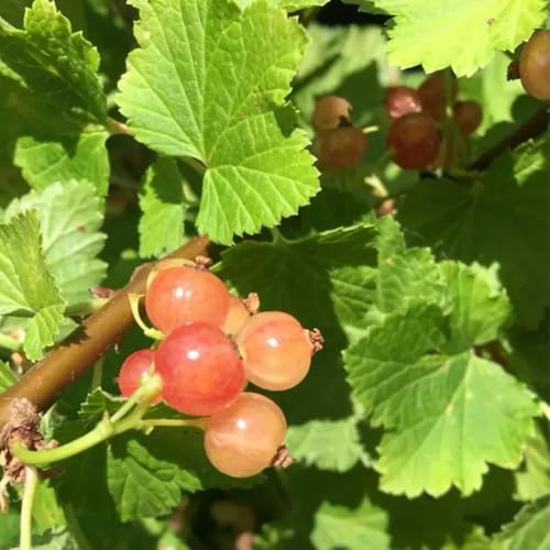 semi di ribes uva spina - uva spina - resistenti all'esterno da colonnari, esotiche resistenti da balcone a colonnare 70pcs