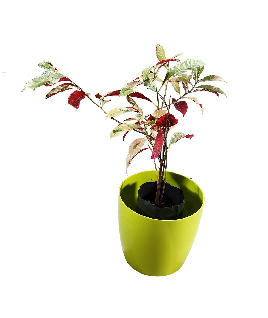Creative Farmer Chinese Croton Air Purifier Plants Indoor Oxygen