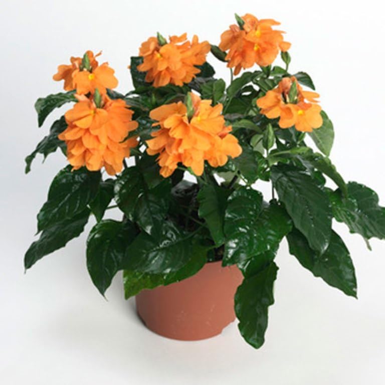 Crossandra Orange Live Plants, 3-5 Inch Long, 4 Inch Pot, Fragrant Flowering Plant, Pack of 2