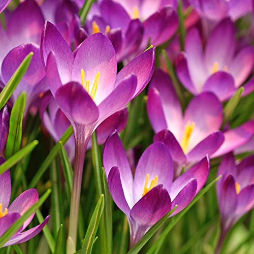 Easy to Grow Crocus Ruby Giant 20 Plant Bulbs - Magenta Pink Flowers in Late Winter to Spring, Full Sun Outdoor Zones 3-8 - Thumbnail 2