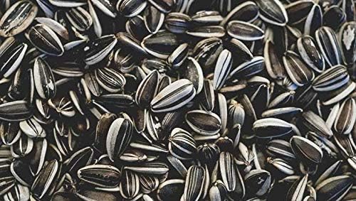 BSD Organics Native Garden Seeds of Sun Flower / Soorajamukhee / Curiyakanti - Pack of 40 Seeds