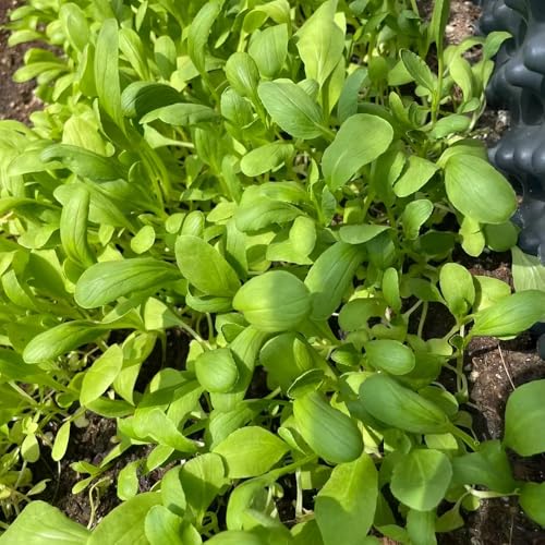 semillas de acelga - Macetas con plantas resistentes para el jardín semillas de hortalizas de invierno Semillas de bonsái en maceta de variedades antiguas Plantas resistentes al 250pcs