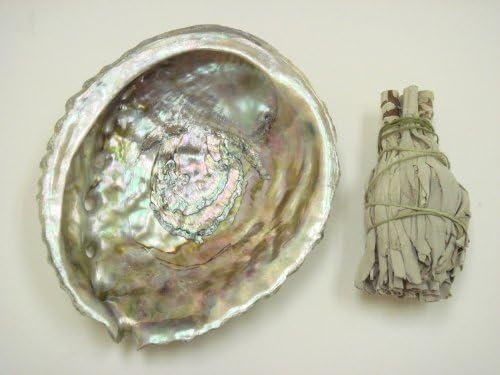 California Mini White Sage Smudge with Abalone Shell 4-5"