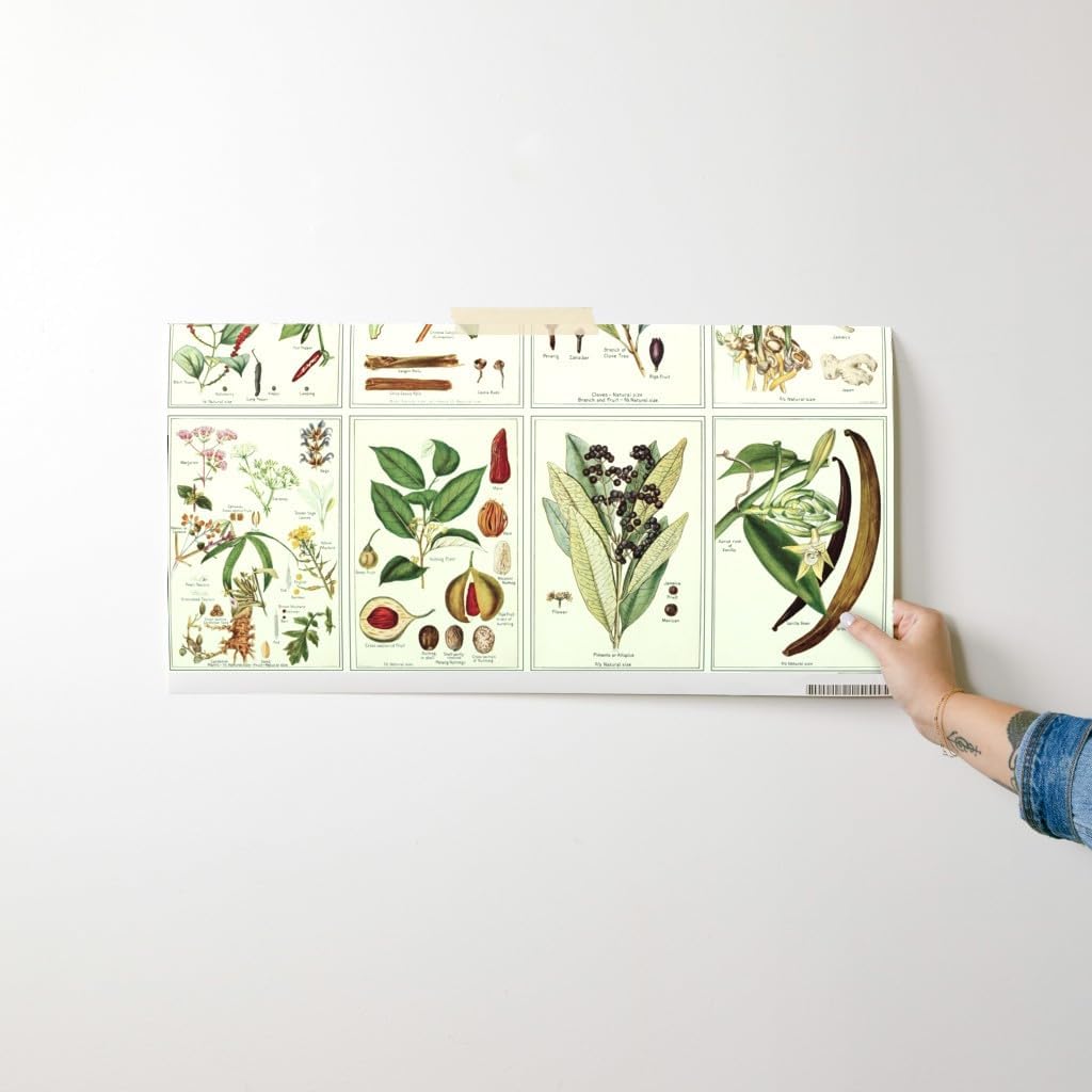 Peel & Stick Wallpaper Swatch - Herb, Botanical, Spices, Green, Brown, Ecru, Food, Illustration, Custom Removable Wallpaper by Spoonflower